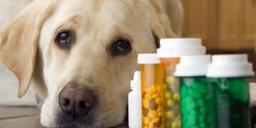 Minnesota’s Crime Crisis: Are Dogs Eating Drug Needles?