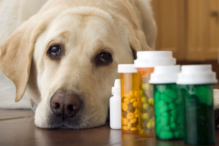 Minnesota’s Crime Crisis: Are Dogs Eating Drug Needles?