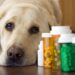 Minnesota’s Crime Crisis: Are Dogs Eating Drug Needles?