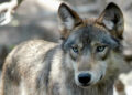 Wisconsin Duck Hunter Shoots Wolf Amid Debate Over Endangered Species Status