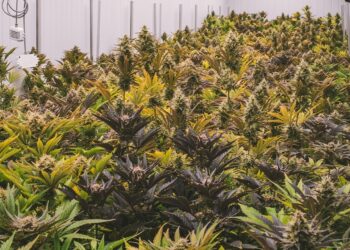 A Wisconsin Federal Court Didn’t Prosecute A Criminal Marijuana Case For 3 Years