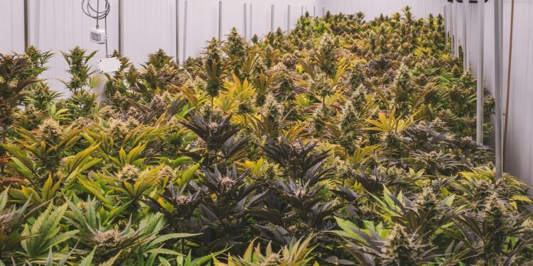 A Wisconsin Federal Court Didn’t Prosecute A Criminal Marijuana Case For 3 Years