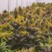 A Wisconsin Federal Court Didn’t Prosecute A Criminal Marijuana Case For 3 Years