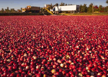 Wisconsin Claims 31st Consecutive Year of Highest Cranberry Harvest