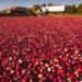 Wisconsin Claims 31st Consecutive Year of Highest Cranberry Harvest