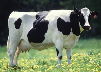 Bipartisan Bill Seeks to Boost Wisconsin’s Veterinary Workforce