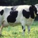 Bipartisan Bill Seeks to Boost Wisconsin’s Veterinary Workforce