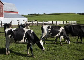 USDA Restricts Dairy Checkoff Spending After Wisconsin Farmers Sue